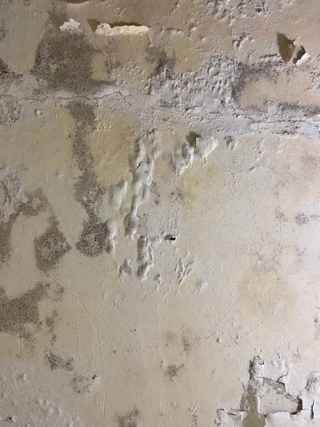 Certified Mold Removal in Boiling Springs, PA