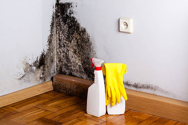 Best Attic Mold Removal  in Boiling Springs, PA