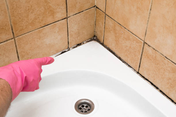 Best Crawl Space Mold Removal  in Boiling Springs, PA